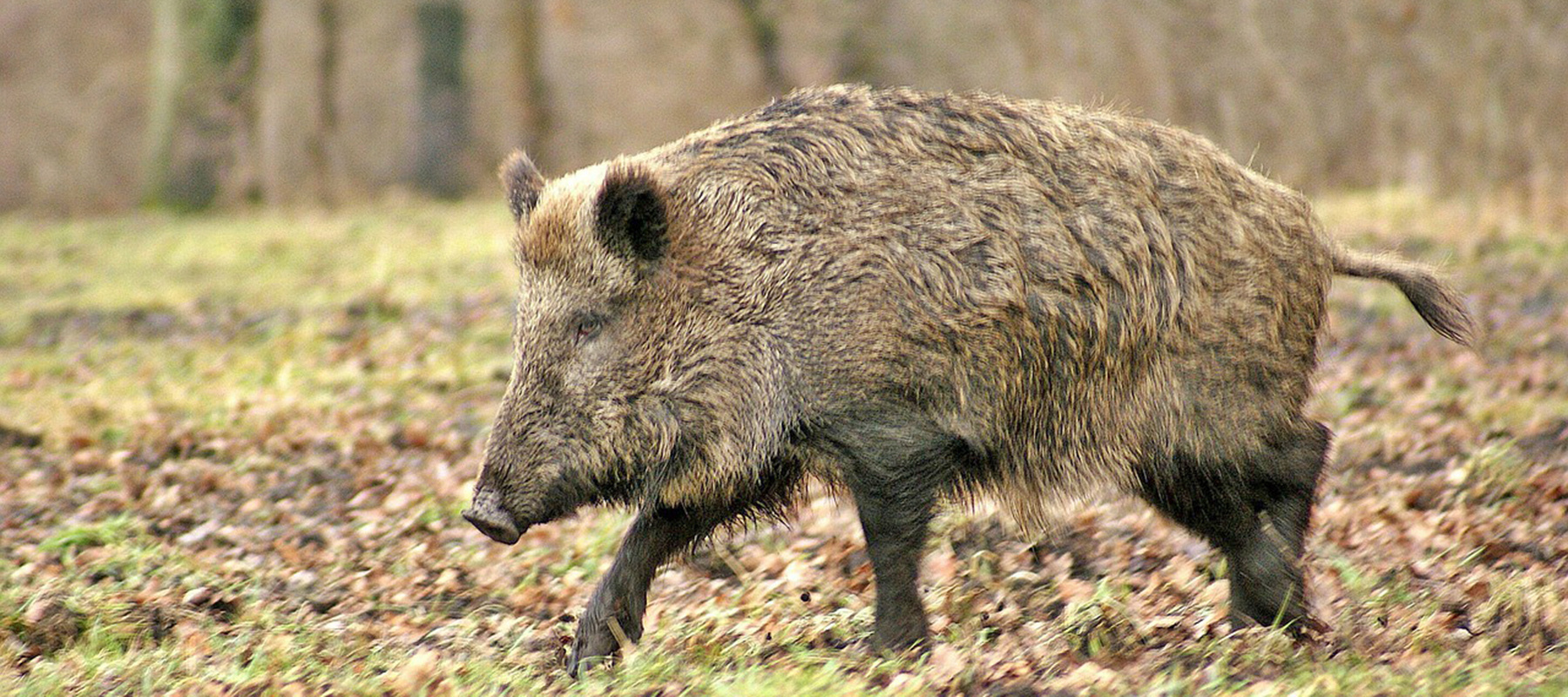 wild-boar-70420_1280.jpg