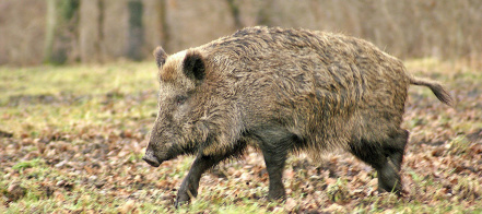 wild-boar-70420_1280.jpg
