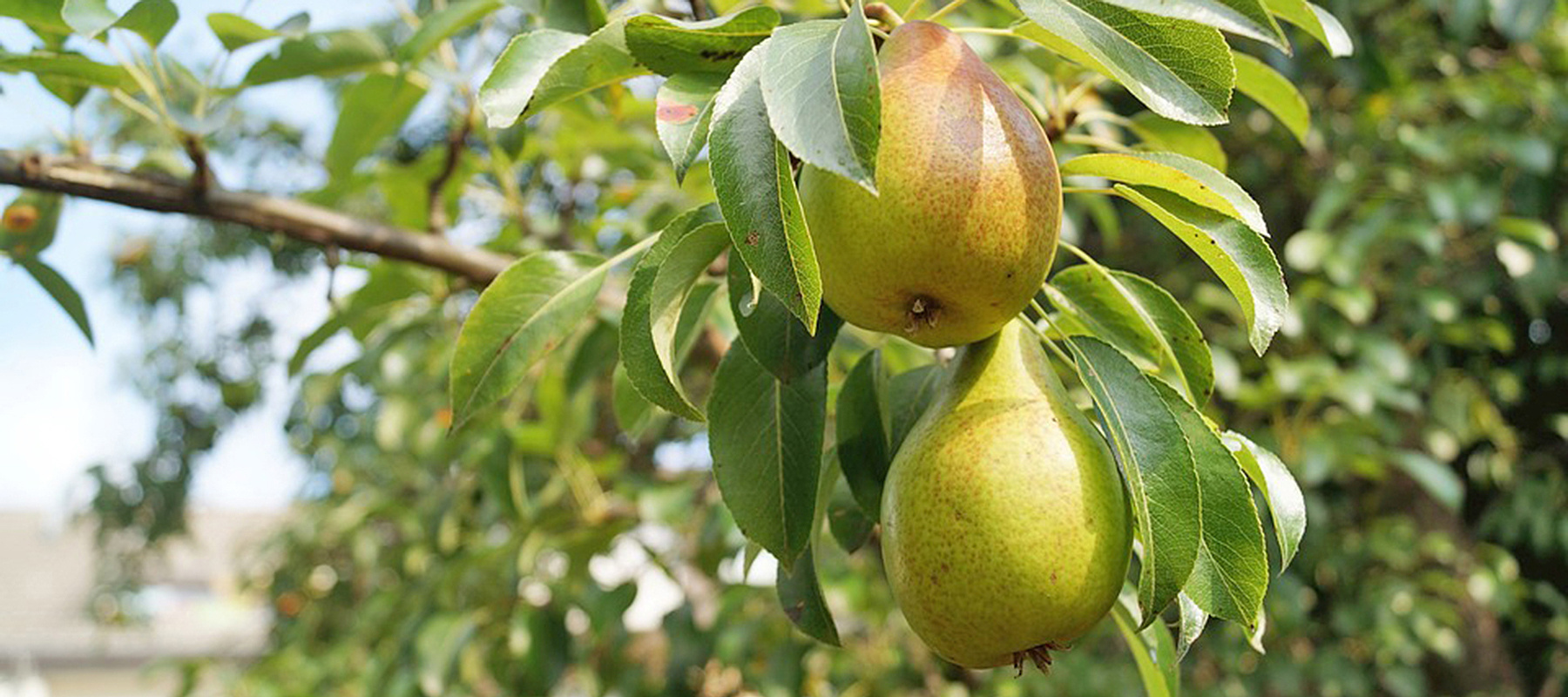 pears-1639117_960_720.jpg