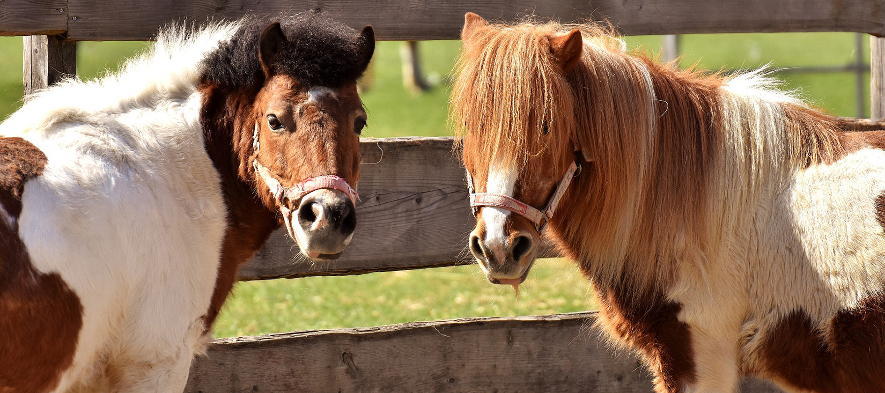 poney cheval.jpg