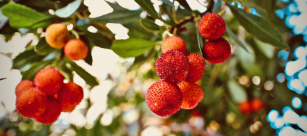 strawberry-tree.jpg