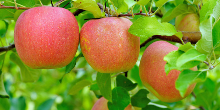 Image d'illustration pour : n° 30605 - Un étang au musée du fruit