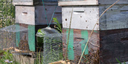 Image d'illustration pour : n° 30788 - Sensibilisation à l'apiculture et accès pour tous