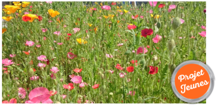 Image d'illustration pour : n° 30834 - Du jardin à la boutique, promouvoir les fleurs locales